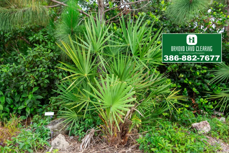 Land Clearing and Property Maintenance for Flagler Beach Homes and Acreage